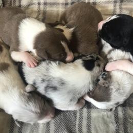 Border Collie Puppies from By Design Farm