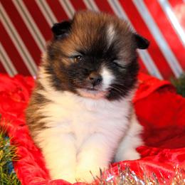 Pomeranians and Pomskies from Alpha Poms & Pomskies