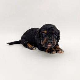Violet - Black and tan female Dachshund puppy in Waddell, Arizona from Neu Doxies