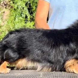Zandri - Dachshund