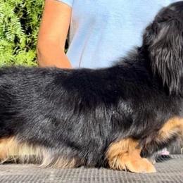 Zandri - Dachshund
