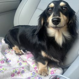 Vera - Dachshund