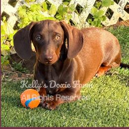 Sadie - Dachshund