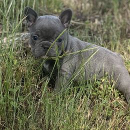 Agnes - Blue French Bulldog puppy in Wann, Oklahoma from OG’s Frenchies