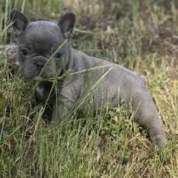 Agnes - Blue French Bulldog puppy in Wann, Oklahoma from OG’s Frenchies