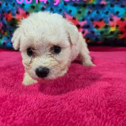 Yoko - White female Bichon Frise puppy in Neosho, Missouri from Cooley's Cuddle Pups