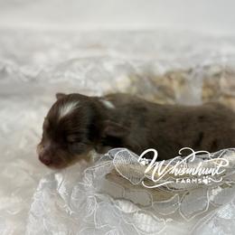 Chocolate n cream dapple - Dapple female Dachshund puppy in Nashville, Arkansas from Whisenhunt Farms