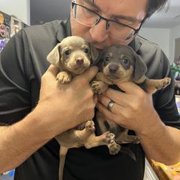 Beautiful baby boy - Fawn (isabella) and cream male Dachshund puppy in Chino Valley, Arizona from Dachshund Family Love Breeders
