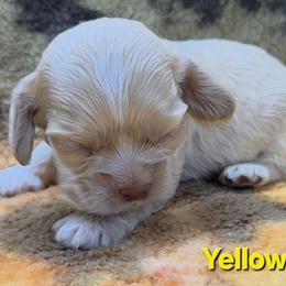 Yellow - Buff male Cocker Spaniel puppy in Lebanon, Missouri from Spring Hollow Cocker Spaniels