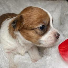 Gigy - Chocolate, tan and white female Yorkshire Terrier puppy in Concord, California from Puppy Boutique