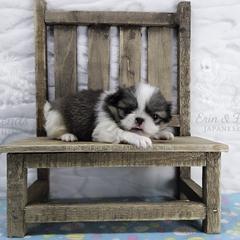 Scar - Sable and white male Japanese Chin puppy in Johnson City, Tennessee from Erin & Friends Japanese Chin