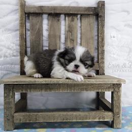 Scar - Sable and white male Japanese Chin puppy in Johnson City, Tennessee from Erin & Friends Japanese Chin