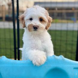 Confetti - Parti female Goldendoodle puppy in Rose Hill, North Carolina from Red Door Canines