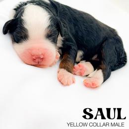 Saul - Tri-color male Bernedoodle puppy in Tipton, Indiana from Country Creek Doodles