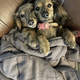 Dachshund Puppies from Temple’s Doxies