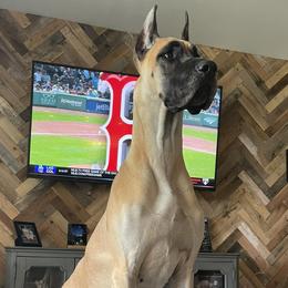 Great Danes from Sanctuary Great Danes