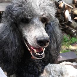 Poodles from Illini Spirit Standard Poodles