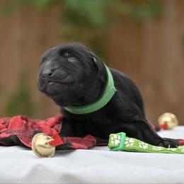 Green Girl - Black female German Shepherd puppy in Nacogdoches, Texas from Vom Hausgladfel