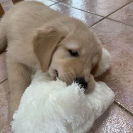 Golden Retriever Puppies from Lake Champlain Goldens