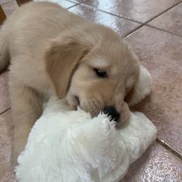 Golden Retriever Puppies from Lake Champlain Goldens