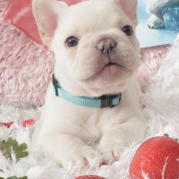 French Bulldog Puppies from PHP's Starbulls