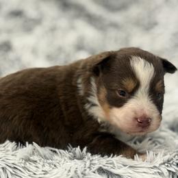 Buster - Red tri male Miniature Australian Shepherd puppy in Ambrose, Georgia from Brandilyn's Aussies
