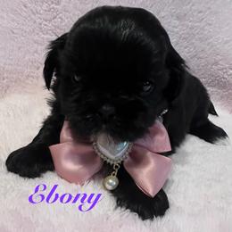 Ebony - Black female Shih Tzu puppy in Hemet, California from Aloha Shih Tzu
