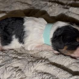 Teal Collar - Tri-color female Cavapoo puppy in Redding, California from Lipscomb Doodles