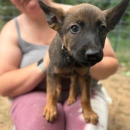 Anga - female Belgian Malinois puppy in Sheridan, Arkansas from Dark Sky Kennels
