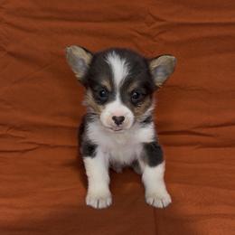 Alan - Black and tan male American Corgi puppy in Midland, Texas from Desert Darlin’ Corgis