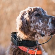 English Setters from Hiddenlane Kennels