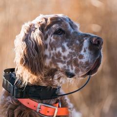 English Setters from Hiddenlane Kennels