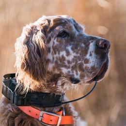 English Setters from Hiddenlane Kennels