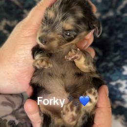 Forky - Dapple male Dachshund puppy in Guthrie, Oklahoma from Kingdom Mini Dashchunds
