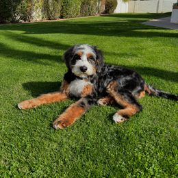 Ford - Bernedoodle