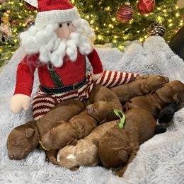 Pink - Red  female Goldendoodle puppy in Southampton, Pennsylvania from Pumpkin Patch Doodles