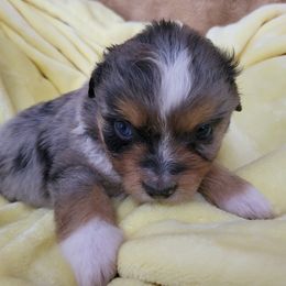 Miniature American Shepherd Puppies from Little Creek Minis and Standards