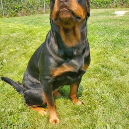 Rottweiler All Grown Up from Morton Von Hause Rottweilers