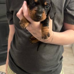 Minnie - Black and tan female Dachshund puppy in Tomball, Texas from Gutierrez House of Doxies