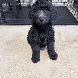 Red Collar Girl - Black female Goldendoodle puppy in Knoxville, Tennessee from Niya’s Doodles
