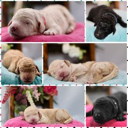 Poodle Puppies from Outlaw Canines