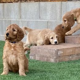 Irish Doodle and Labradoodle Puppies from Bipsi's Doodles