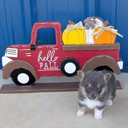 Toyota - Gray and white male American Corgi puppy in Lufkin, Texas from Texas Lil Cowdogs