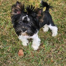 Odie - Yorkshire Terrier