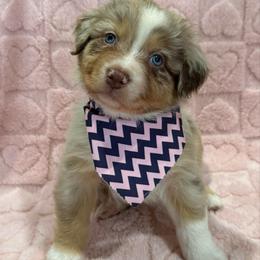 Johnnie Walker Red - Red merle male Australian Shepherd puppy in Camp Verde, Arizona from Bullet & Whiskey’s Pups