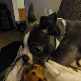 Boston Terrier Puppies from Razmom's Boston Terriers