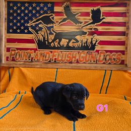 Girl 1 - Black female Labrador Retriever puppy in Potosi, Wisconsin from Point and Flush Gun Dogs