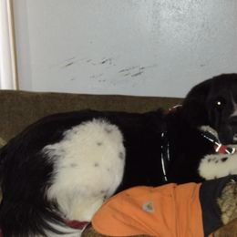 Newfoundlands from Barb's Babies