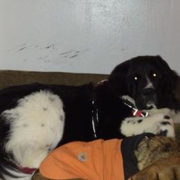 Newfoundlands from Barb's Babies