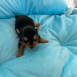 Puppy 1 - Black and tan male Yorkshire Terrier puppy in Virginia Beach, Virginia from Mary's Precious Yorkies